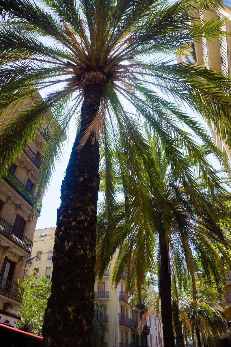 Barcelona has everything-- trees, beaches, city, mountains.